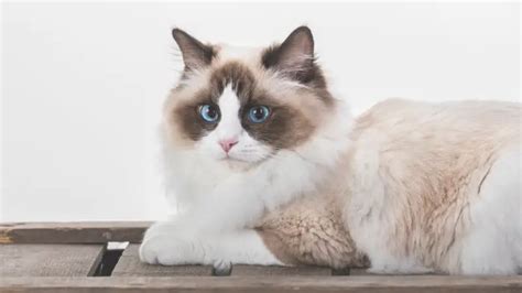 Ragdoll Cat Personality And Breed All You Need To Know Dorkycats