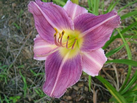 Prairie Blue Eyes Bare Root Daylily Day Lilies Daylilies Flowers