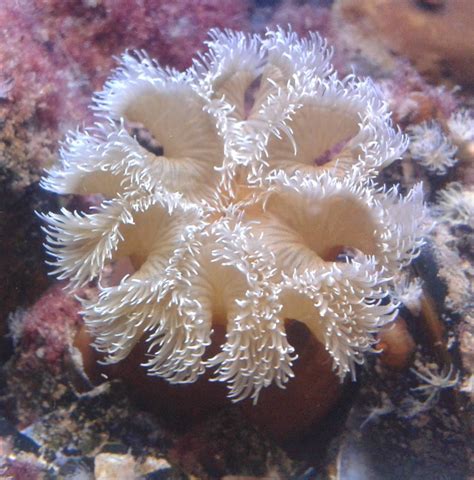 Sea Anemone Species Ostsee Info Center Gallery Deep Sea Creatures