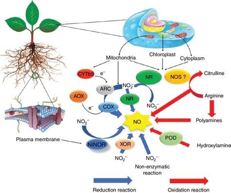 1 The Various Routes Of Nitric Oxide Formation In Plants Reductive