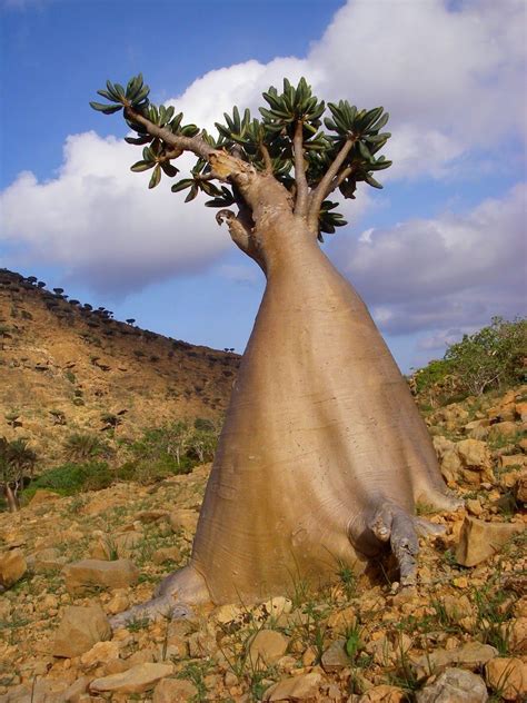 Socotra Island Yemen One Of The Most Alien Looking Places On Earth