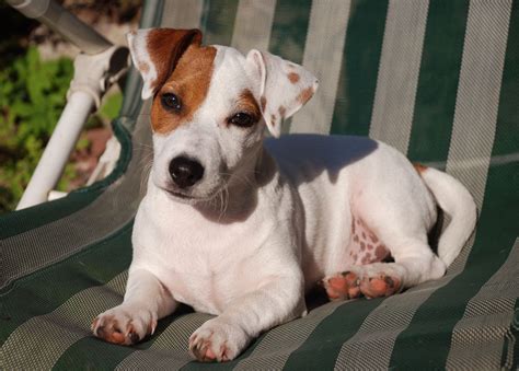 jack russell terrier smooth facts pictures price  training dog breeds