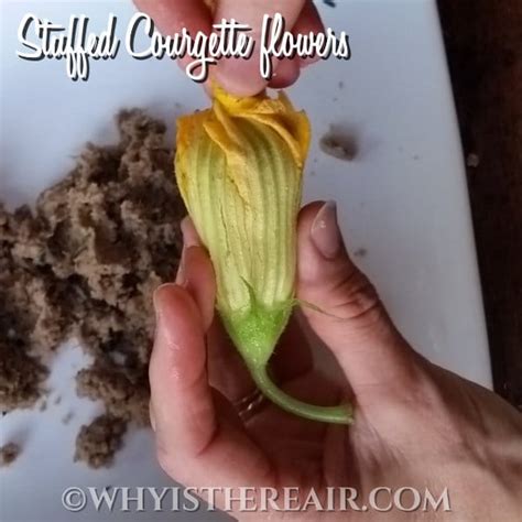 Stuffed Courgette Flowers