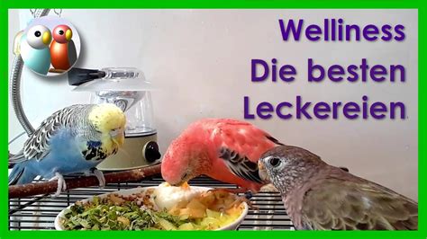 Eine gute matratze gegen das wundliegen kann da wunder bewirken. Was sind die besten Leckereien? Wellensittiche und ...