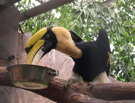 Rare Animal And Bird Found In Nepal Giant Hornbill In Nepal
