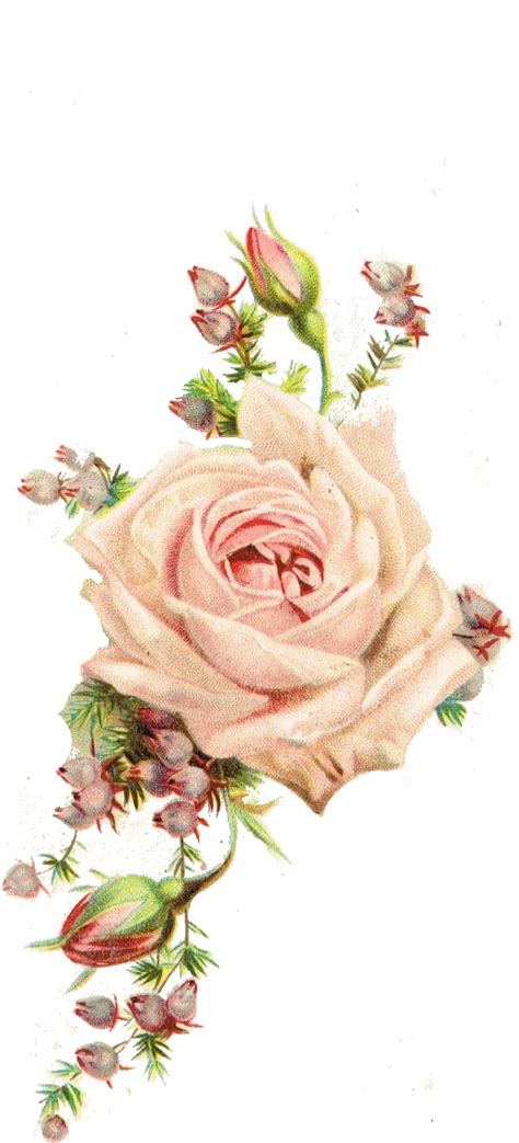 Old Rose Flower Png Free Transparent Clipart Clipartkey Images And