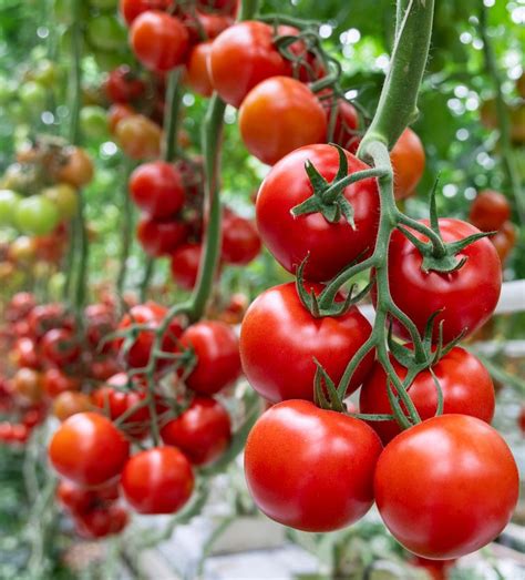 Tomato Assortment 2021 2022 High Tech Cultivation Rijk Zwaan Italia