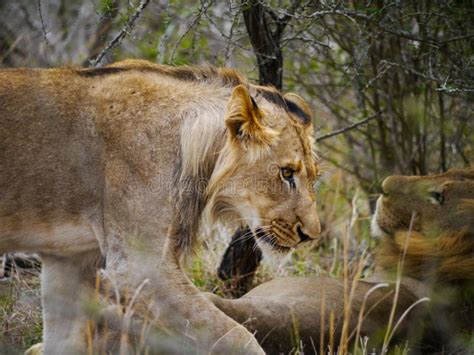 Pride Lioness Walks Towards Her Mate In Kruger Nationalpark Stock Image Image Of Pantherinae