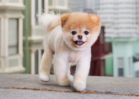 Boo The Pom 10 Most Memorable Animals Of 2012 Boo The Cutest Dog