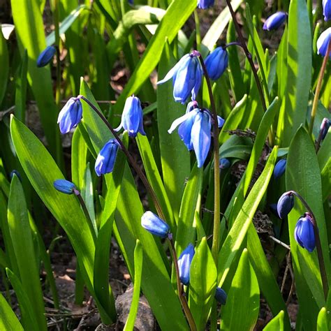 Siberian Squill Gardening In The North