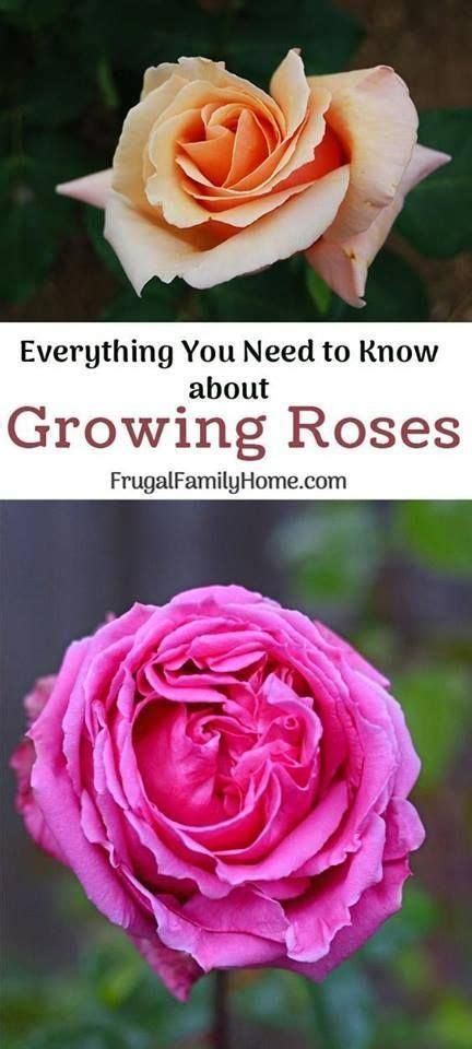 Tips That You Should Know When You Are Planting Roses Planting Roses