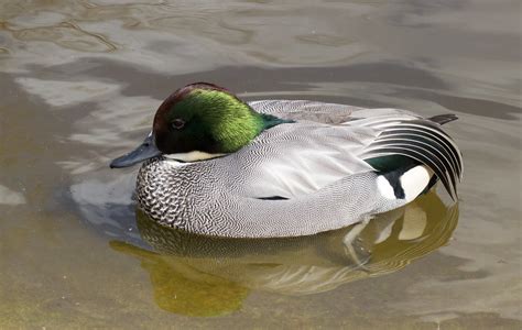Falcated Teal Mary Andrews Flickr