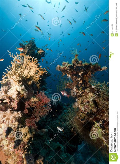 Tropical Underwater Life In The Red Sea Stock Image