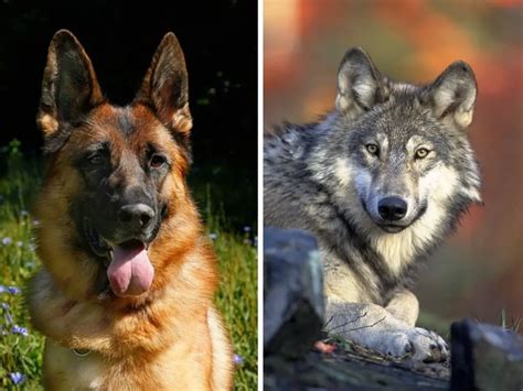 German Shepherd Vs A Wolf Differences And Comparison The Daily Shep