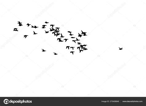 Flying Birds Abstract Birds White Background Freedom Nature Background