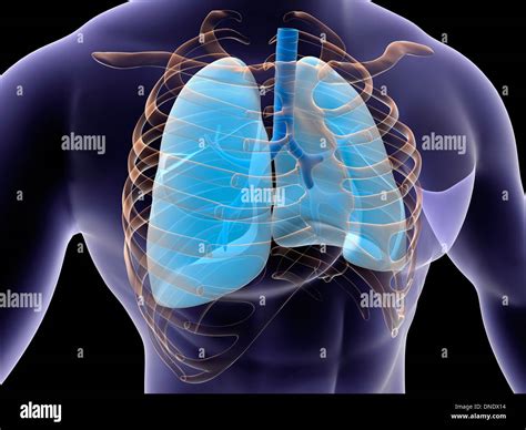 Conceptual Image Of Human Lungs And Rib Cage Stock Photo Alamy
