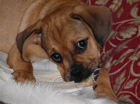 Mischievous Puggle Puggle Puppies Puggle Sweet Dogs