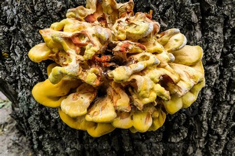 un enorme amarillo hongo parásito laetiporus sulphureus creció en un