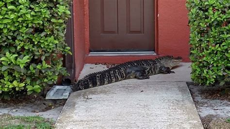 Wild Visit 9 Foot Alligator Parks On Florida Doorstep