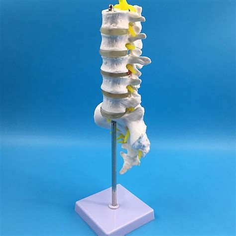 Life Size Lumbar Spine Model Lumbar Vertebral Spine Anatomy Model For