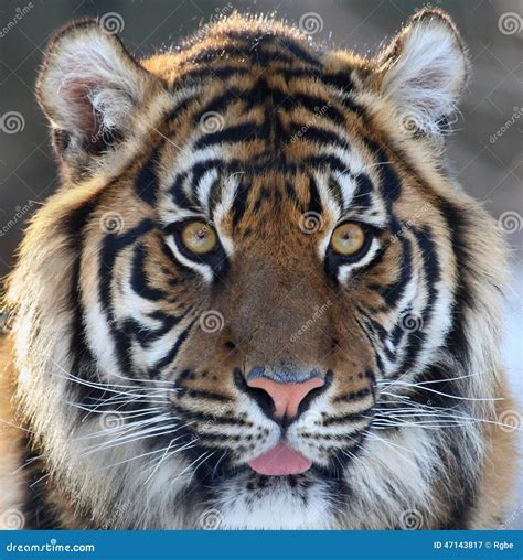 Tiger Head Royalty Free Stock Photography Cartoondealer Com
