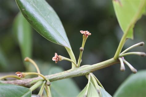 Manilkara Hexandra Eflora Of India