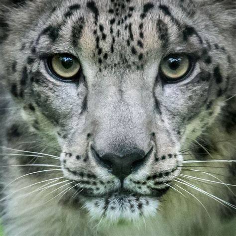 The Face Of A Beautiful Clouded Snow Leopard Snow Leopard Big Cats