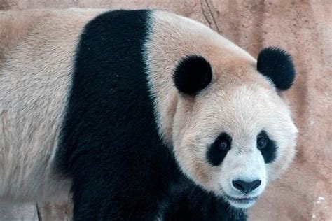 Are Pandas From China Or Japan
