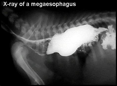Canine Megaesophagus May 2010