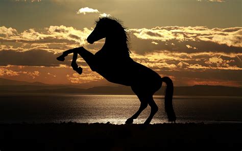 Horse Silhouette At Sunset 4k Wallpapers Hd Wallpapers Id 23546