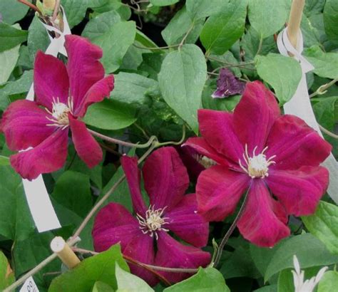 Clematis Rouge Cardinal Mature And Hardy 2 Year Old Plants