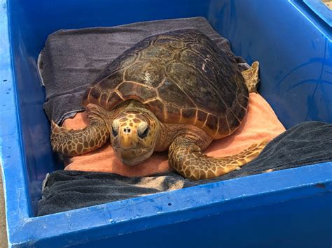Two Endangered Loggerhead Sea Turtles Released Back To The Wild