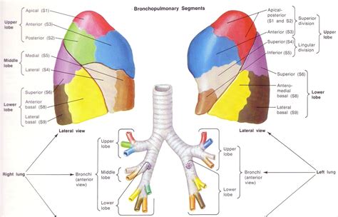 Anatomy Lung Lobes Images - Human Anatomy Learning | Bronchopulmonary, Lung anatomy, Lung lobes
