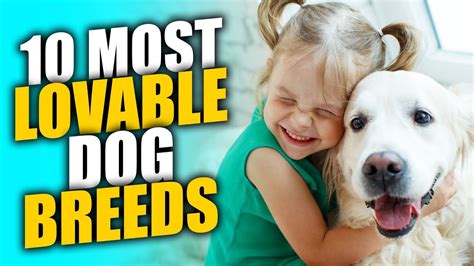 10 Most Lovable Dog Breeds In The World Youtube