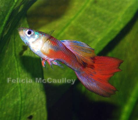 Unlike the common guppy, endler guppy fish aren't as readily available in pet. aquarium adventures: Hybrid Guppy Endler