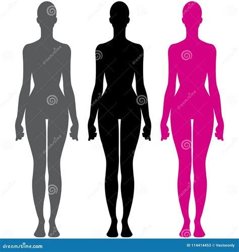 Ejemplo Del Vector De La Silueta De La Anatomía Del Cuerpo Femenino