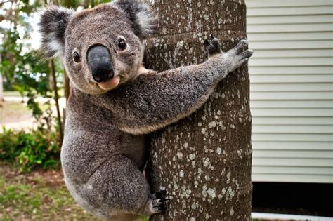 7 Interesting Facts About Koalas Including How They Better The Planet