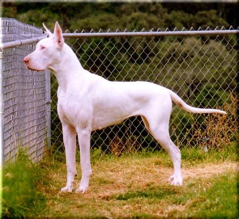 White Great Dane Merle Great Danes Hound Dog Breeds Lap Dogs Animal