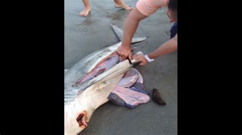 Dead Shark Gives Birth To 3 Baby Sharks Vidéo Dailymotion