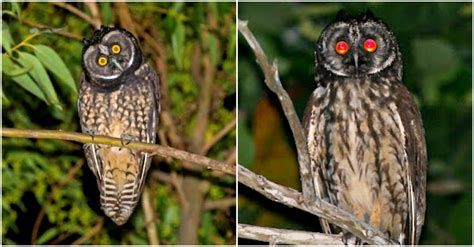 The Stygian Owl Is Recognized For Its Red Reflected Eyes Which Are