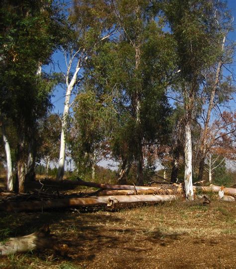 View Of Eucalyptus Trees Free Stock Photo Public Domain Pictures