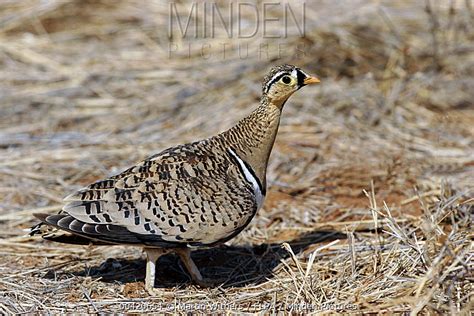 Black Faced Sandgrouse Stock Photo Minden Pictures