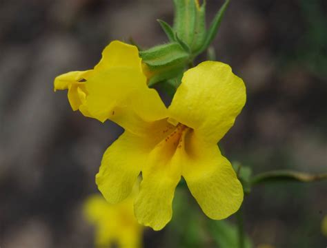 Wide Throated Yellow Monkey Flower Native Plants Csu Channel Islands