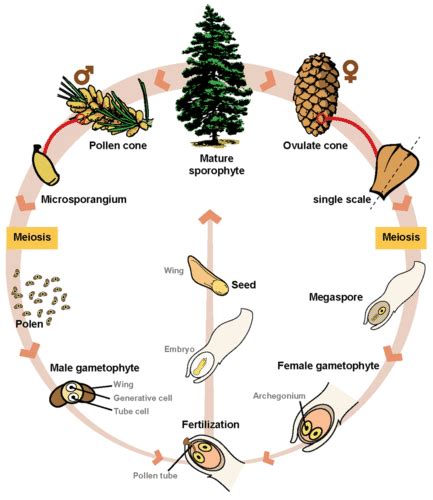 Describe The Life Cycle Of Gymnosperms