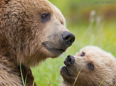 special bond between mama bear and cub wildlife photography coaching by tin man lee