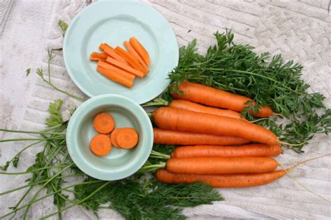 Napoli F1 Carrot Organic Seedway