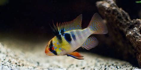 10 Most Colorful Freshwater Fish The Aquarium Guide