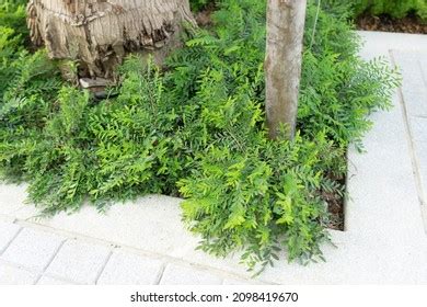 Green Phyllanthus Myrtifolius Mousetail Plants Garden Stock Photo