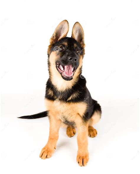 Cute Puppy Dog German Shepherd Stock Image Image Of Canine Brown