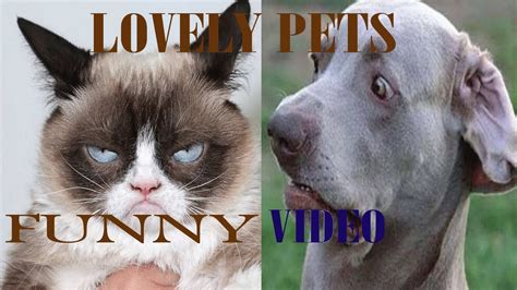 We did not find results for: Funny Cats Want to Start Fight with Funny Dogs 😾🐶 Cats Pushes off Dogs - YouTube